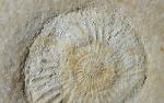 Subplanites rueppelianum QUENSTEDT 1888 - Bild &copy; FossNet FossilienStore